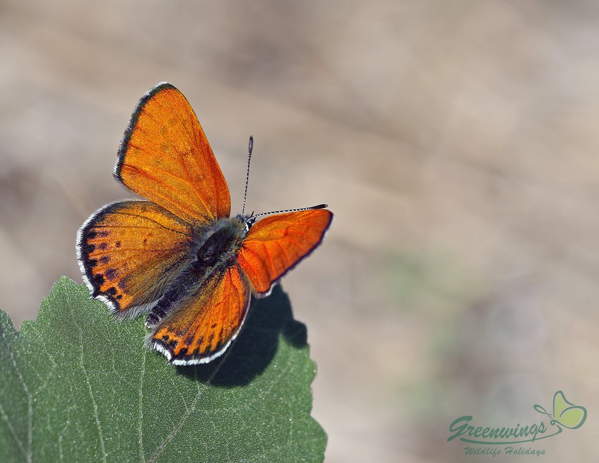 Good evening from Greece 🇬🇷 A male Lesser Fiery Copper (Lycaena thersamon).