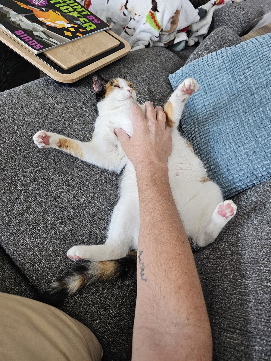 Ridiculously silly cat alert 🚨