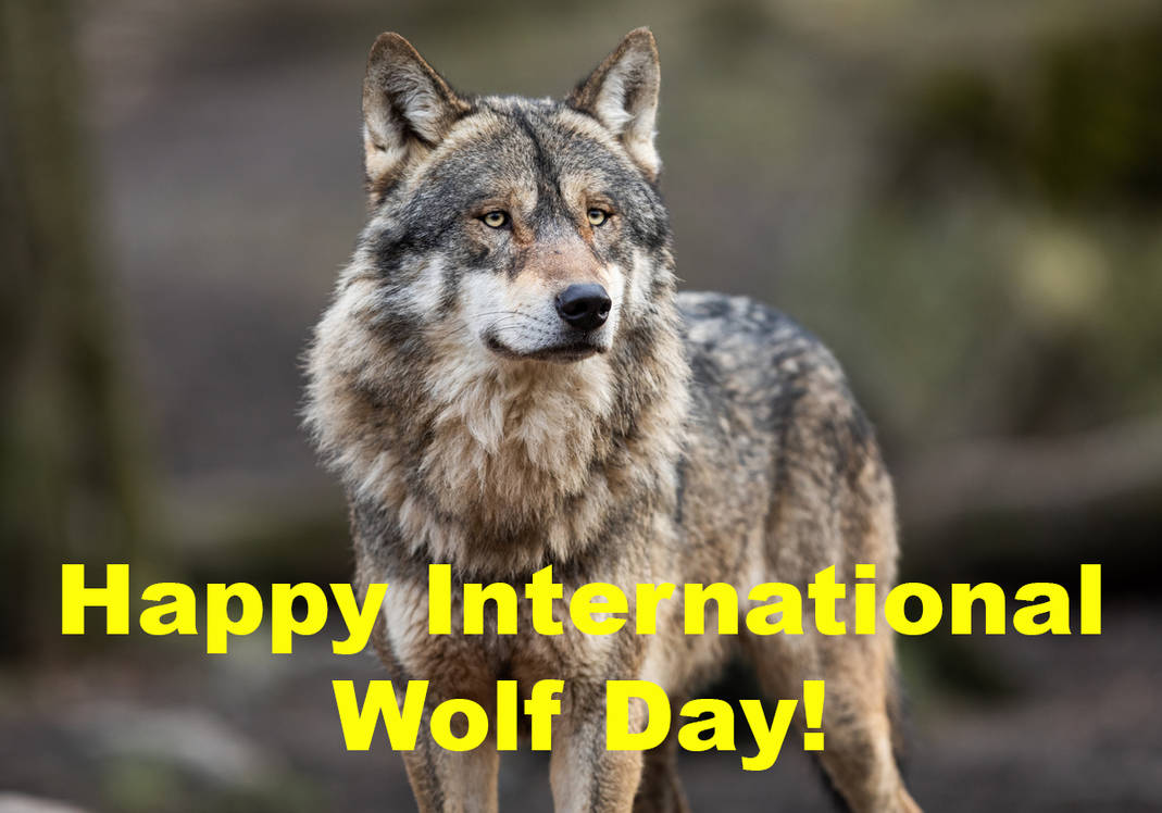 A good time to go and support your chosen wolf fund :)