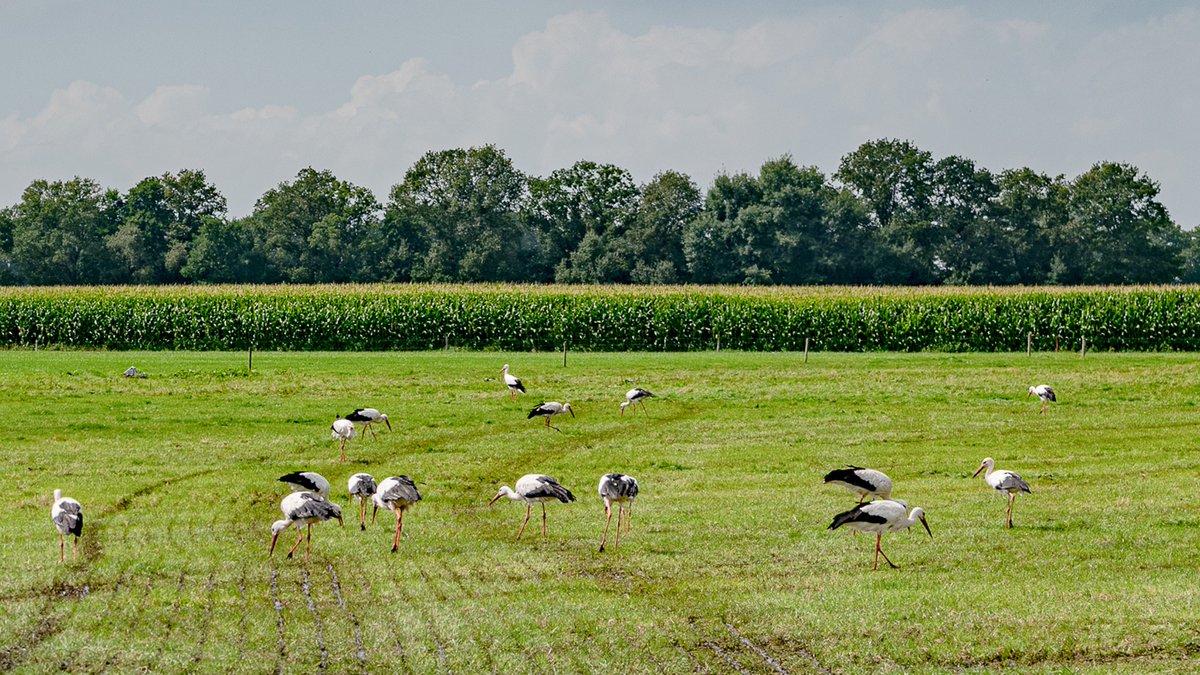 Ooievaars keren in groten getale terug naar het Reestdal -  rtvmeppel.nl/ooievaars-kere…