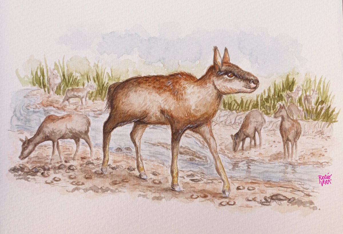 Exactas_UBA's tweet photo. 🔎Un reciente trabajo paleontológico de un grupo de @Exactas_UBA sobre huellas fósiles en dos yacimientos de las provincias de La Rioja y Mendoza permitió identificar una nueva especie de huellas pertenecientes a ungulados extintos de América del Sur.

😮El estudio demostró, además, el comportamiento social de estos animales permitiendo conocer particularidades de la era Cenozoica en tiempos en que nuestro continente permanecía aislado del resto del mundo.

👉La nueva icnoespecie recibió el nombre de Okana andina. Okana significa familia en la antigua lengua de los diaguitas. “Hace alusión al comportamiento del animal, que es estar en manada”, explica Rocío Vera, becaria doctoral en el IDEAN (UBA-CONICET).

📋Los proterotéridos a los que se refiere el trabajo, son animales pequeños, como una mezcla de mara con ciervo, pero con patas parecidas a las de los caballos actuales. Son los segundos animales monodáctilos del mundo, los primeros son los équidos, como los caballos y las cebras.

🗣️“Presumimos que tenían miembros similares, con un solo dígito elongado y una cobertura queratinosa que conforma el casco. Sin embargo, no están relacionados con los caballos porque estaban aislados, es una casualidad. Es lo que llamamos convergencia evolutiva”, señala Vera.

👓Leé la nota completa: https://t.co/QbA59YyZqK