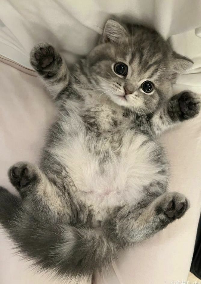 Cute Cats 🐱 tweet media