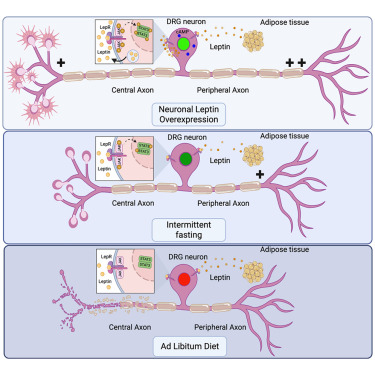 Online now:  Dietary-dependent sensitization of neuronal leptin signaling promotes neural repair after injury via cAMP and gene transcription dlvr.it/TMT3s3