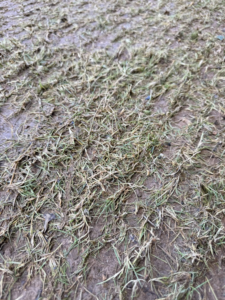 Adam Russell (@adam_russell5) on Twitter photo Frazed <a href="/palmerturf/">Palmers Turf Farm</a> zoysia sprigs >>>
Never even lost color. Give us until Summer 2026 & we’ll have #GatewayZoysia sod Kentucky! Frazed <a href="/palmerturf/">Palmers Turf Farm</a> zoysia sprigs >>>
Never even lost color. Give us until Summer 2026 & we’ll have #GatewayZoysia sod Kentucky!