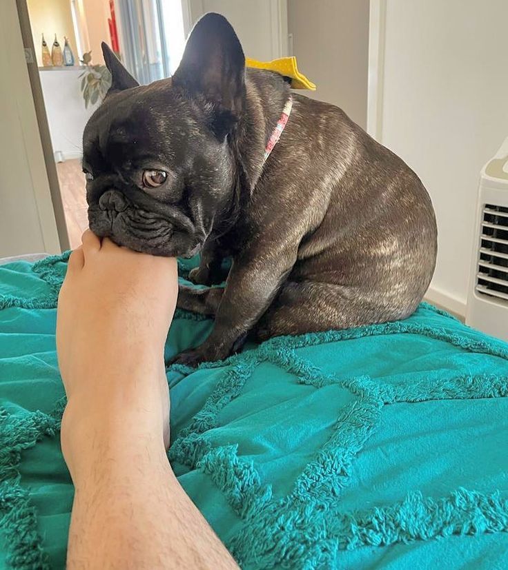 "When your dog thinks your toes are a five-star snack 🍽🐾"