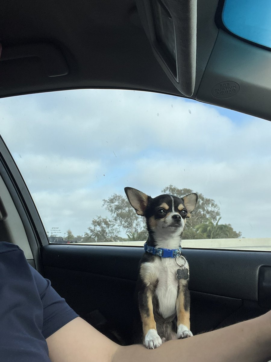 Satansass666's tweet photo. how i travel with my homunculus https://t.co/wNxCwnhBbo
