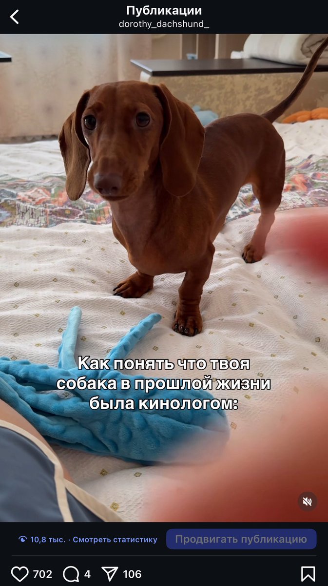 Забавный факт
Я веду инстаграм с Дороти
Нерегулярно выкладываю смешные рилсы и фотки, делаю все по настроению 
У меня мало подписчиков, НО
Рилсы залетают на 10 тысяч просмотров по 800 лайков и 50 репостов 
Я уже могу считаться специалистом по смм?