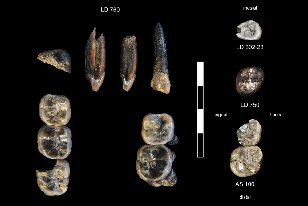 Why is #Ethiopia the origin of plenty? Well in its Afar Region, teeth dating 2.8 to 2.6 million years found recently reveal a new Australopithecus species, related to “Lucy.” This newly discovered relative lived alongside early members of Homo. 

#VisitEthiopia 🇪🇹