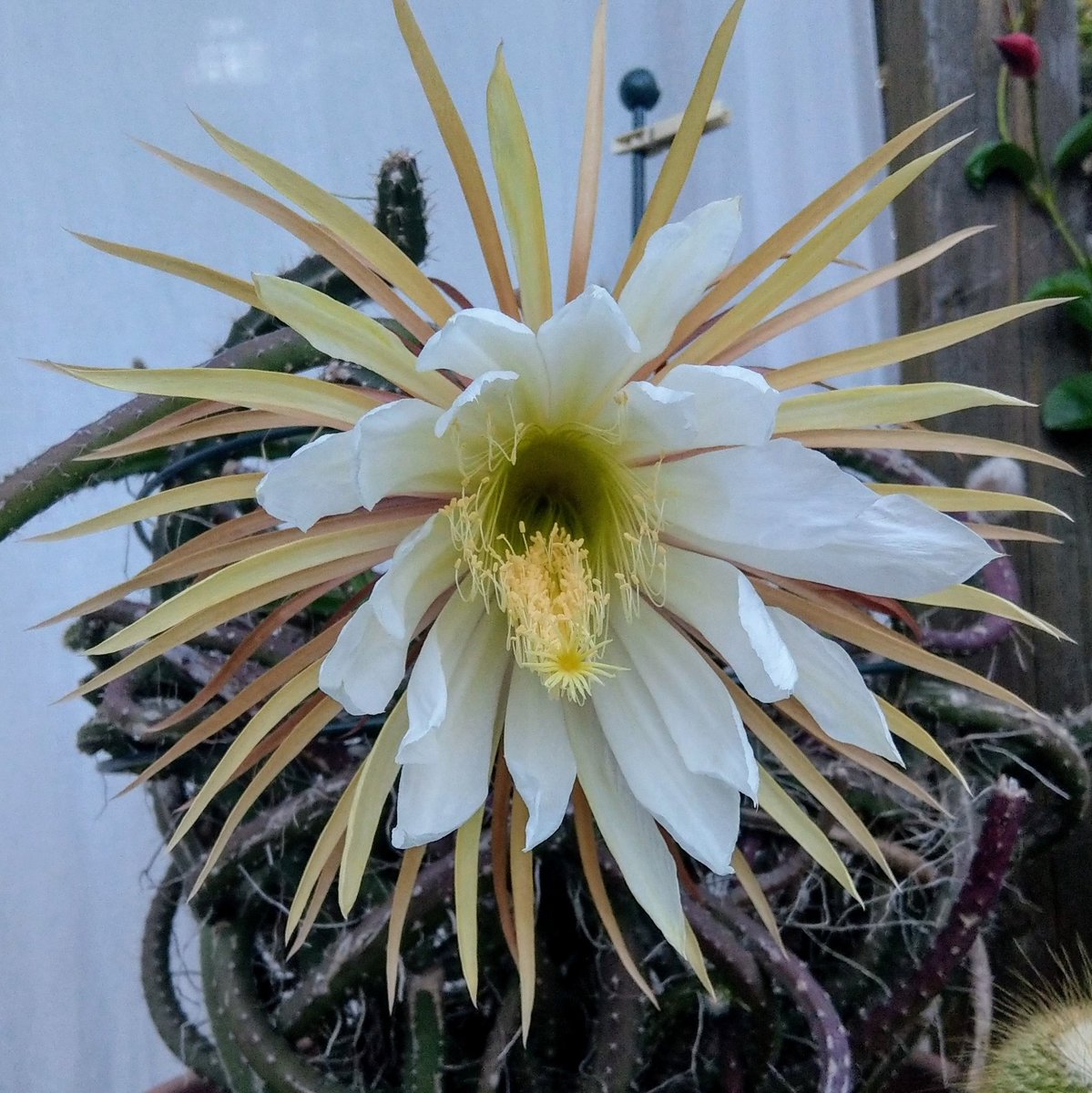 freitagsfrau's tweet image. #KöniginderNacht jetzt