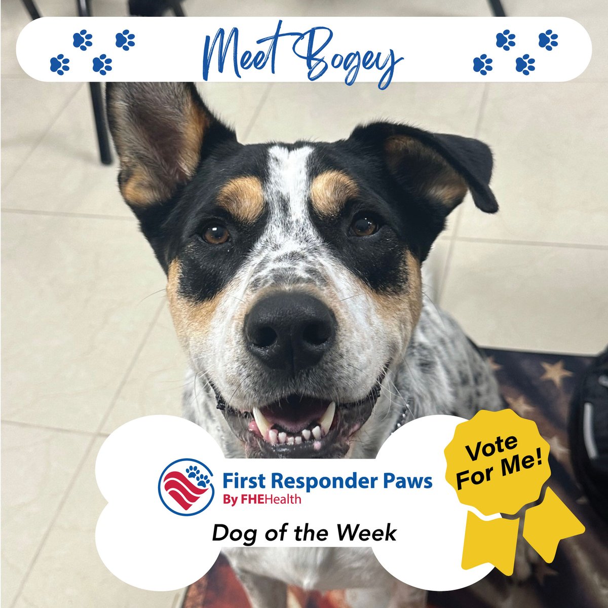 FHEHealth's tweet photo. Put your paws together for our #FirstResponderPaws #TherapyDog of the Week, Bogey, who began life at an animal shelter, was rescued/trained by @k9sforwarriors & was donated to @myNMBPolice after serving as a #veterans #servicedog. https://t.co/u70PbT5Xh1 @Chewy @OscarTherapyDog https://t.co/p7jnOQ7aW5