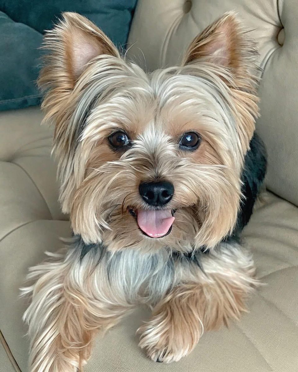 CarolyneDimmy's tweet photo. > 🚨 Meet Zoe &amp; Max — 2 tiny bundles of love looking for their forever home 🐾💛
They’re playful, gentle, and will steal your heart faster than your socks!
📍 Based in [Miami/USA] — ready for adoption.
🐶 Apply here 👉 [https://t.co/LyD2aI4BkJ]
#YorkieAdoption #DogsOfX #Adopt https://t.co/V7CTzWpesM
