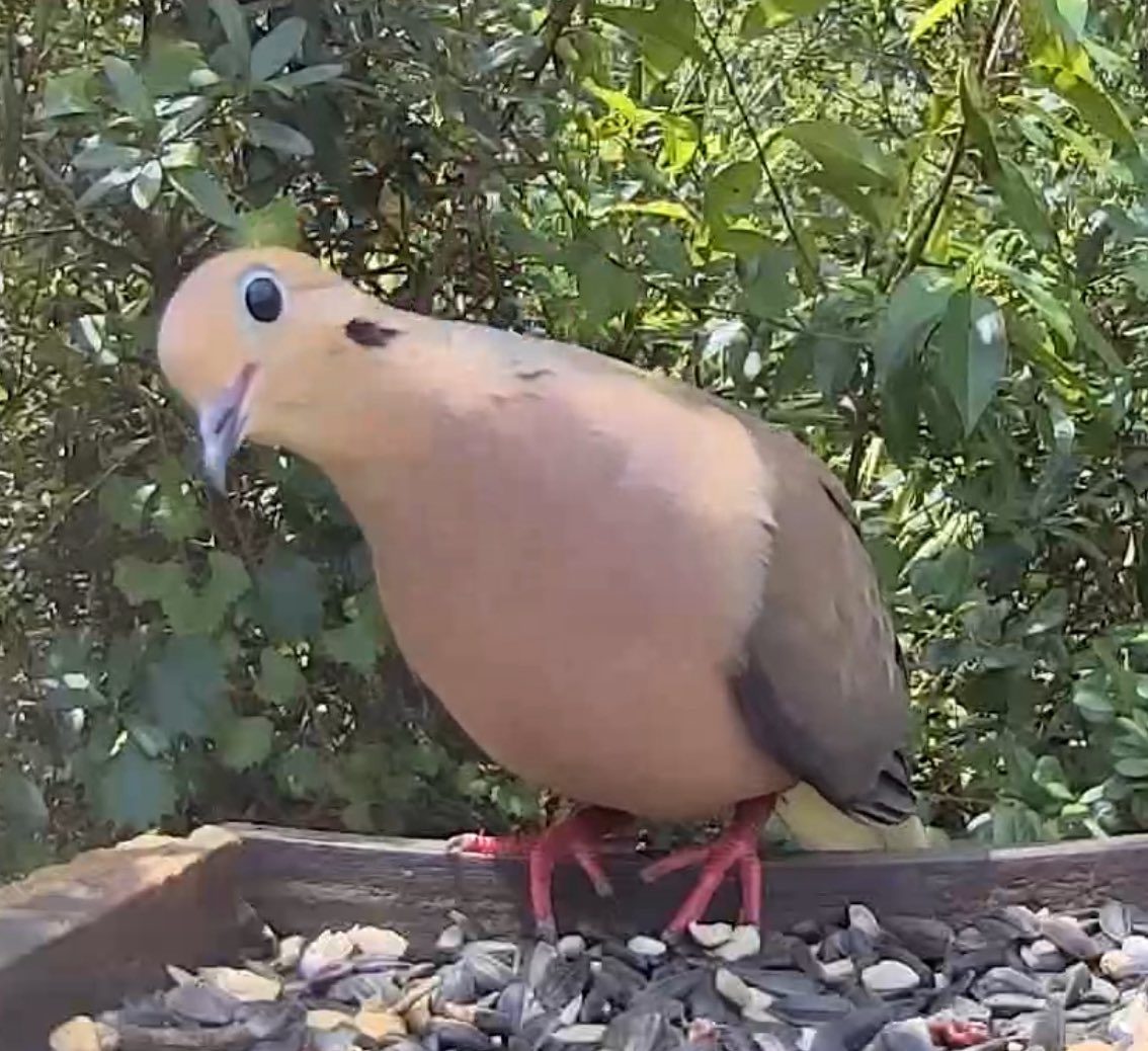 Birdaction (@birdaction1) on Twitter photo 