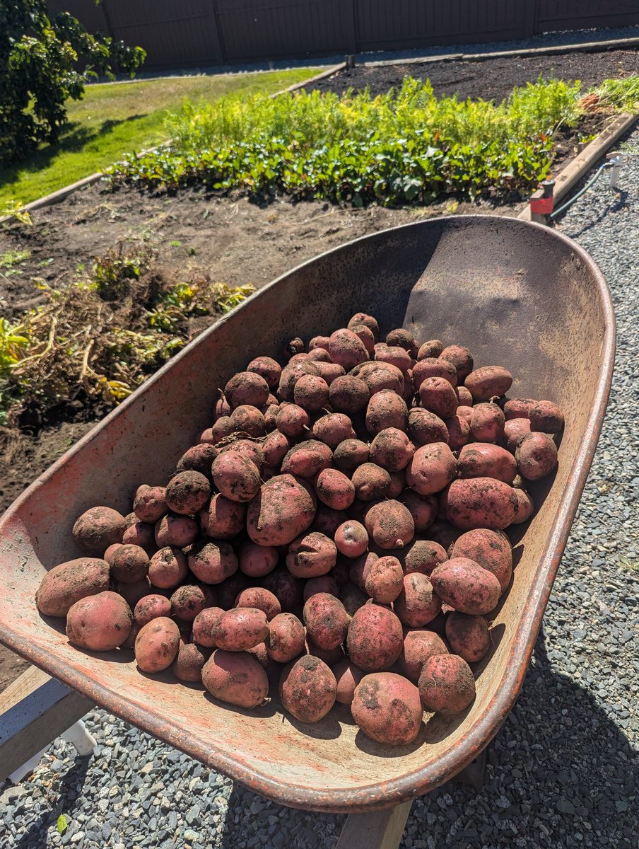 One of our best garden seasons for all vegetables and fruits. 

98lbs (44.5kg) of potatoes pulled. 🥔