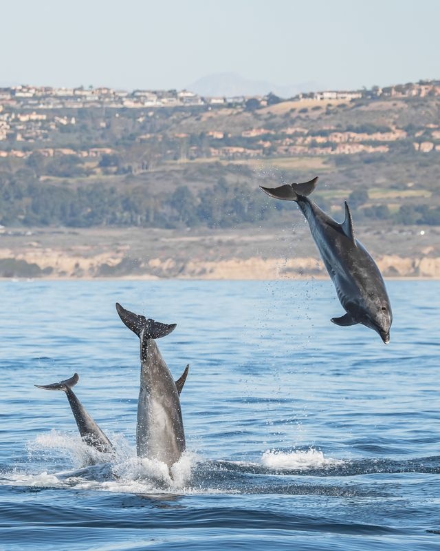 CCConservancy's tweet image. 🐬 Dolphins leaping along the Crystal Cove coast! Moments like this make our shores so special.

#CrystalCoveConservancy #MarineConservation #Dolphins