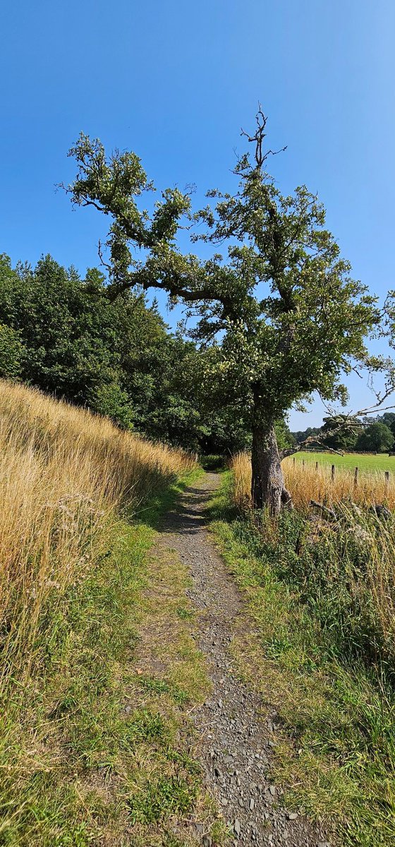 A few from today's very warm stroll over #Blanchland today. Needed to retreat to the shade of the lovely beer garden of <a href="/Lord_Crewe_Arms/">Lord Crewe Arms</a> to refuel
