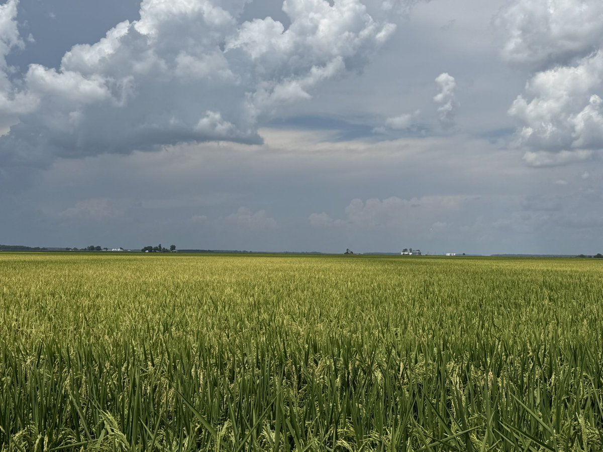 I’m a bit biased…. But hard to beat the view a a pretty rice crop….