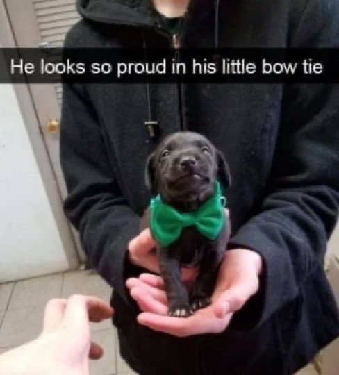 iluvlikingkit's tweet image. … in his little bow tie