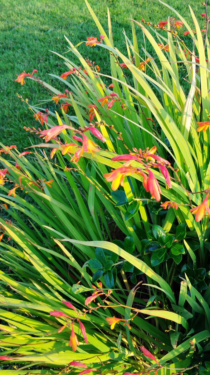 Cocrosmias, my favourite flower of the summer. #summer #flower