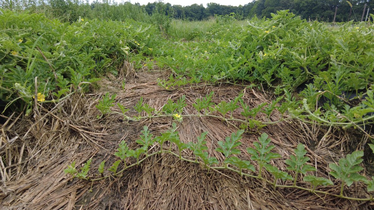 Kurt Vollmer tweet media