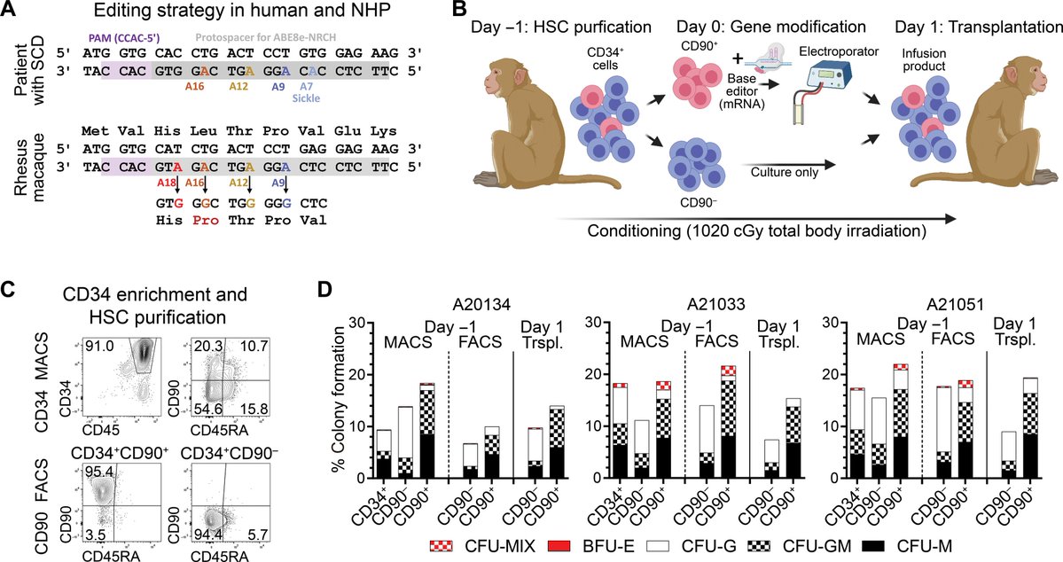 Waggoner Lab (@labwaggoner) on Twitter photo Ex vivo β-globin base-edited hematopoietic stem cells retain multilineage long-term engraftment potential upon autologous transplantation in NHPs
science.org/doi/10.1126/sc… <a href="/Gregory_Newby/">Gregory Newby</a> <a href="/HPKiem/">Hans-Peter Kiem</a> <a href="/ScienceTM/">Science Translational Medicine</a> Ex vivo β-globin base-edited hematopoietic stem cells retain multilineage long-term engraftment potential upon autologous transplantation in NHPs
science.org/doi/10.1126/sc… <a href="/Gregory_Newby/">Gregory Newby</a> <a href="/HPKiem/">Hans-Peter Kiem</a> <a href="/ScienceTM/">Science Translational Medicine</a>