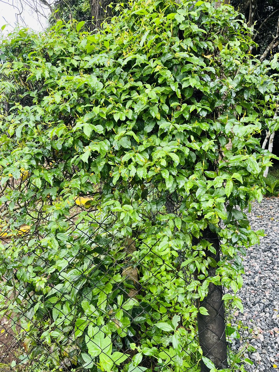 CPMRGH's tweet photo. 🌿Cryptolepis Sanguinolenta , aka Nibima is a West African climbing plant with bright yellow roots, rich in cryptolepine.
Traditionally boiled for malaria &amp; fever relief.
CPMR offers a quality-tested Mibima product merging heritage with science.
#HealthDigest
#Nibima
#MalariaCare https://t.co/j64Wn0oa4d