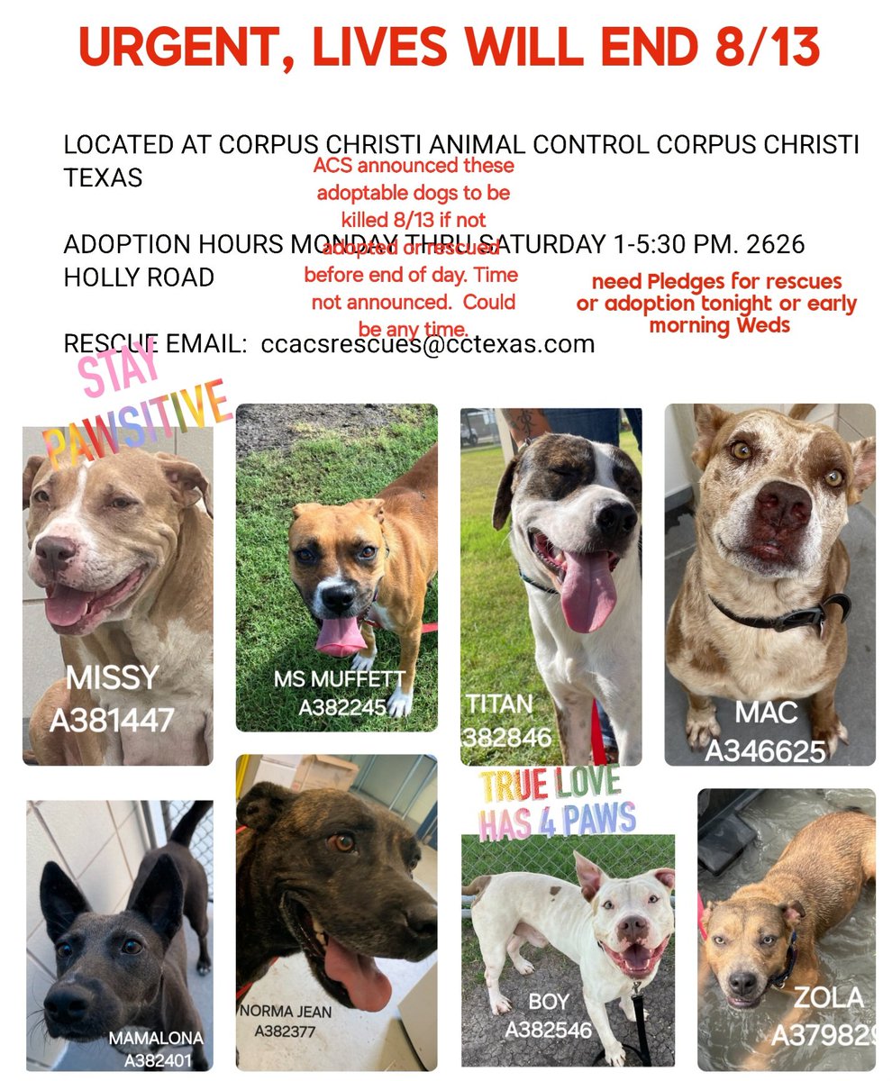 beeleevitonly's tweet photo. 🆘️please step up for #DeathRowDogs #RescueVillage #CorpusChristiNeighbors
#CorpusChristiACS needs help from the community or they will continue #DogCull https://t.co/avko7J2Ajr