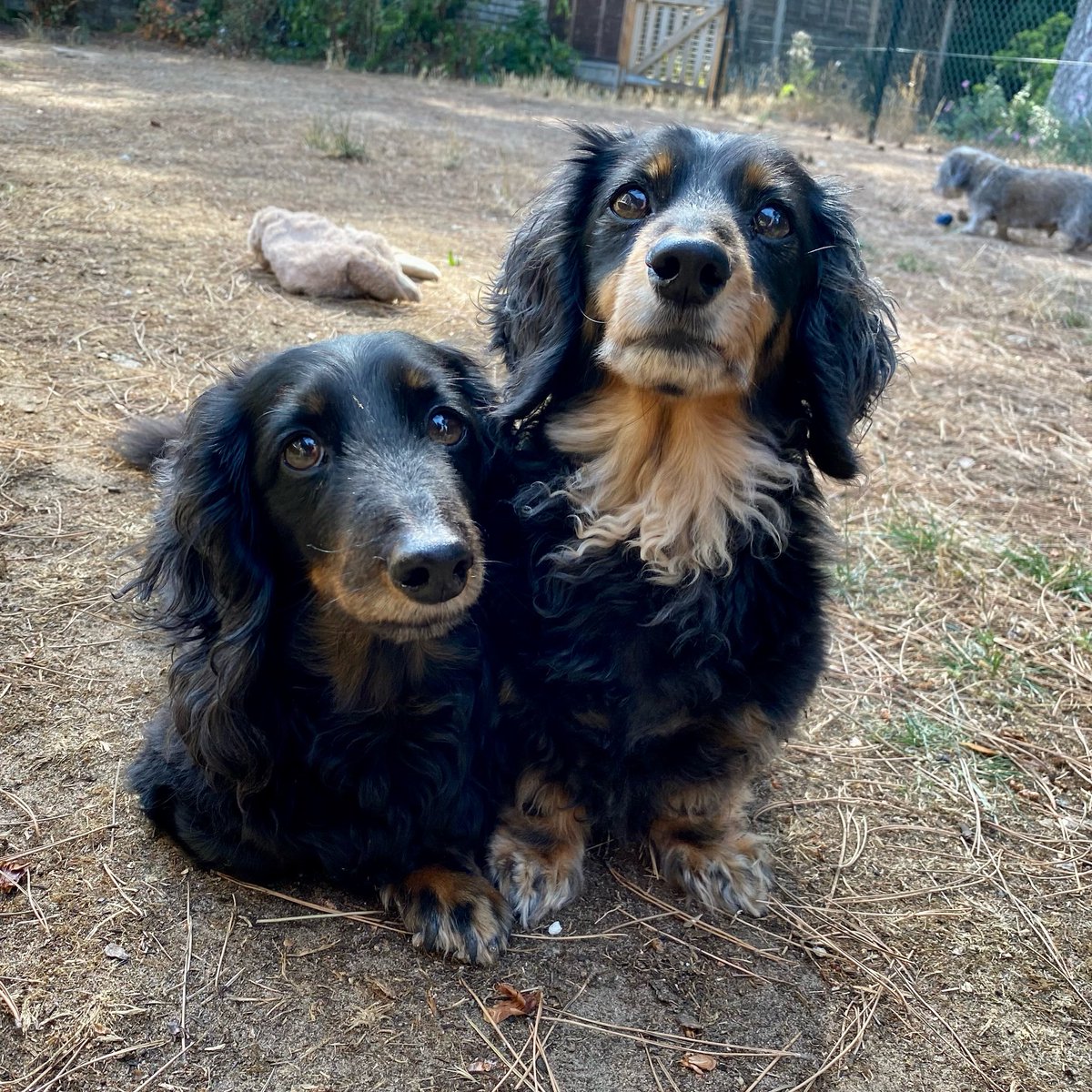 SausageDogHotel's tweet image. Sherlock &amp;amp; Watson have detected that there were still treats left in that bag… 🕵 #CaseSolved #HandEmOver