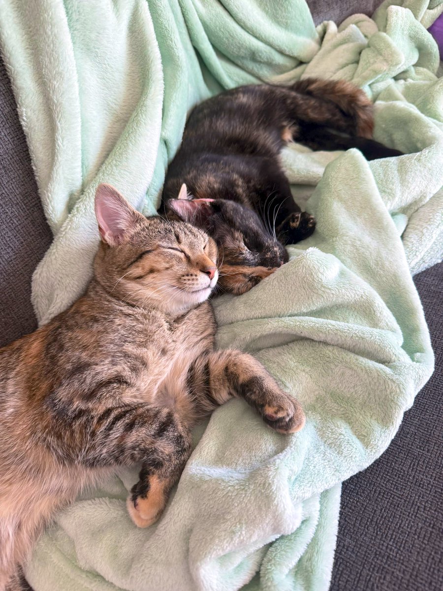 my little angels😭🤍