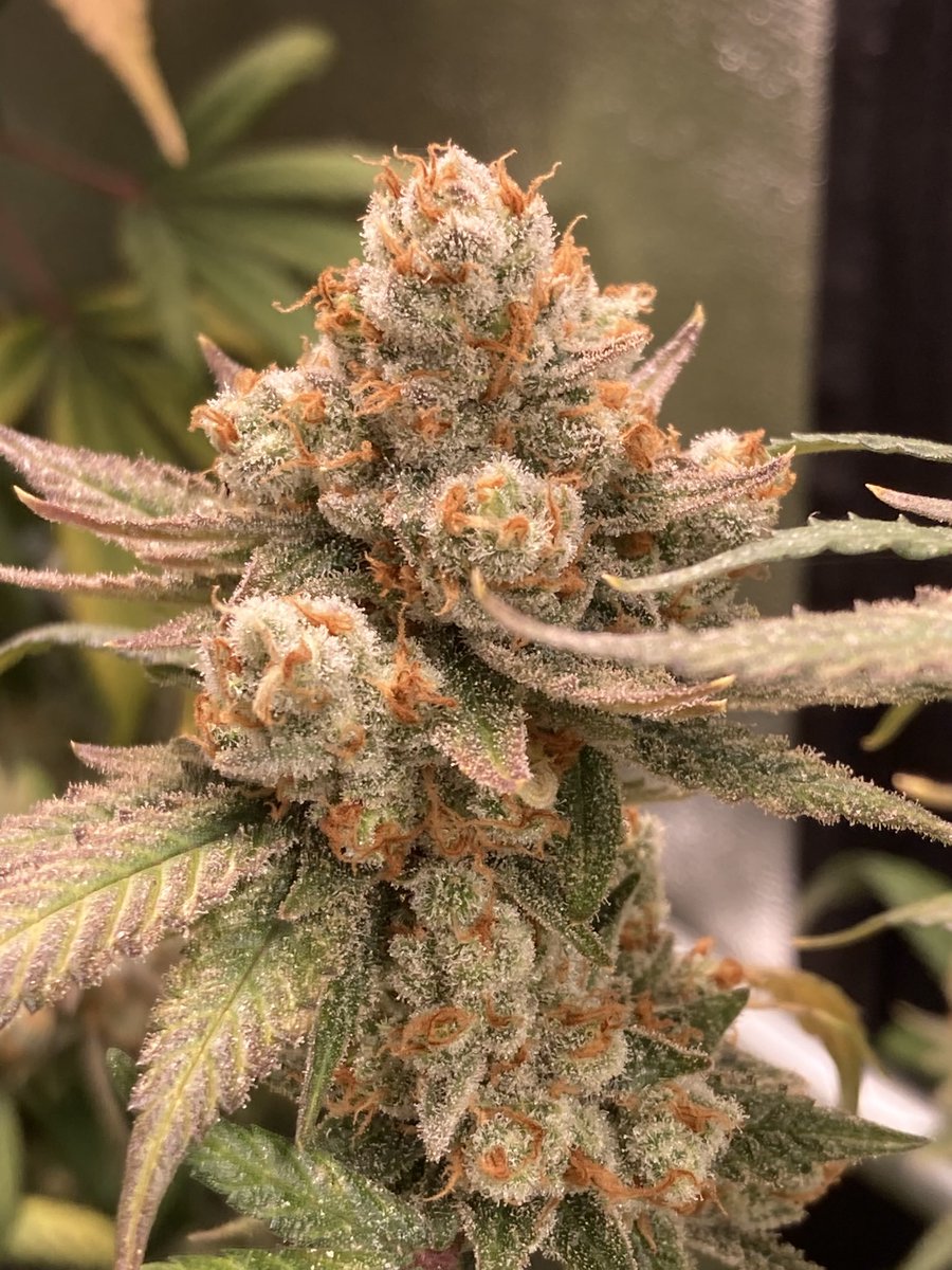 Appalachia f3 day 63 flower
