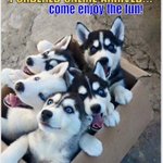Photo by UN-Chained Gang & Eden ETHICAL Sled Dog Sanctuary (@dogsledding)