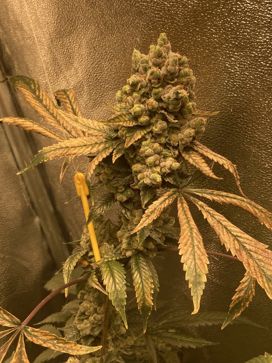 Hoodoo #6 day 65 Flower