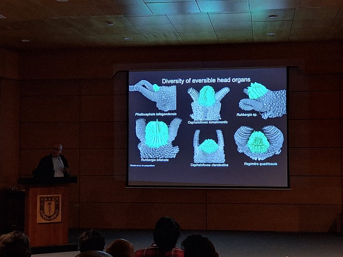 Super entertaining and great talk from Ivo de Sena Oliviera about one time evolved head penises in onychophorans, the head organ!! #icim6