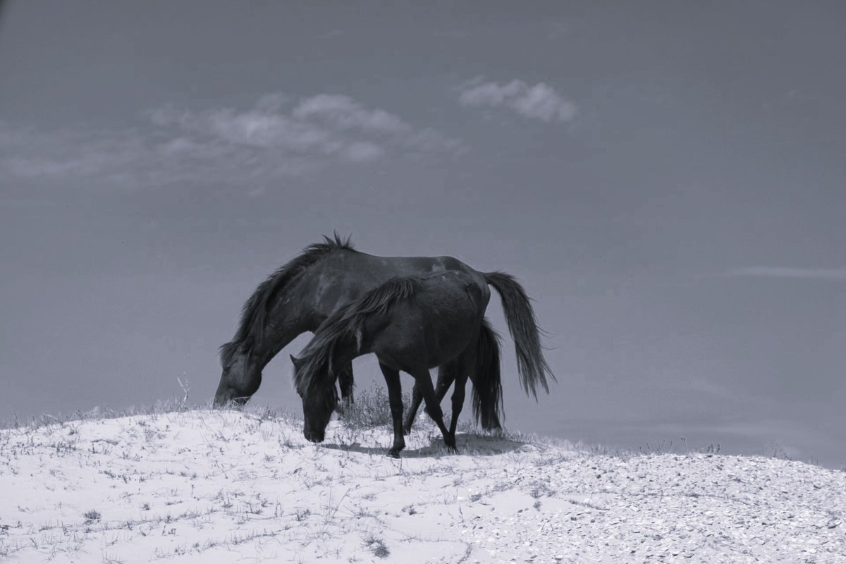 Seeing these beauties is like stepping back in time... #northernobx #corollanc #corollawildhorses #visitnc