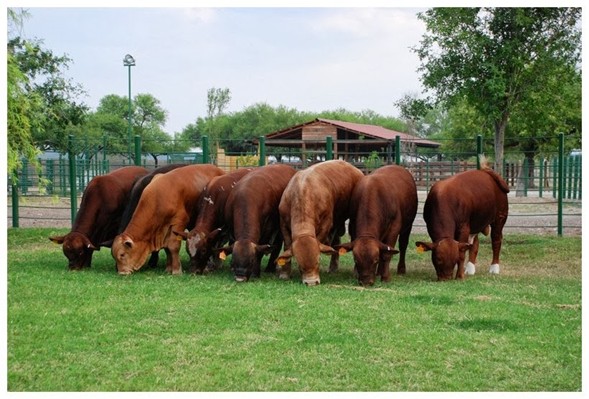 Pasión Ganadera-PLARAUCA (@plarauca) on Twitter photo Si de producir carne en el tropico se trata, una excelente alternativa es la raza Beef Master, originada del cruce de Brahman, Hereford y Shorthorn, La raza se caracteriza por su rusticidad, adaptándose bien a condiciones adversas y a pastoreo. <a href="/Fedegan/">FEDEGAN</a> <a href="/PL_TAME/">Tame Pasión Ganadera</a> <a href="/PL_Yopal/">Pasión Ganadera PL Yopal</a> Si de producir carne en el tropico se trata, una excelente alternativa es la raza Beef Master, originada del cruce de Brahman, Hereford y Shorthorn, La raza se caracteriza por su rusticidad, adaptándose bien a condiciones adversas y a pastoreo. <a href="/Fedegan/">FEDEGAN</a> <a href="/PL_TAME/">Tame Pasión Ganadera</a> <a href="/PL_Yopal/">Pasión Ganadera PL Yopal</a>