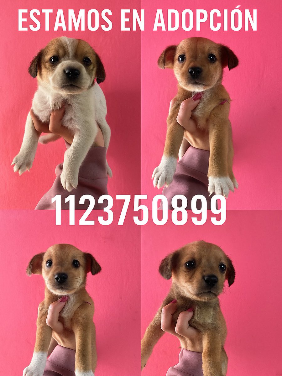 Como no querer adoptar una de estas bellezas?? 
Son todas hembras!! Para adoptarla comunicarse por WhatsApp. Están en Moreno
