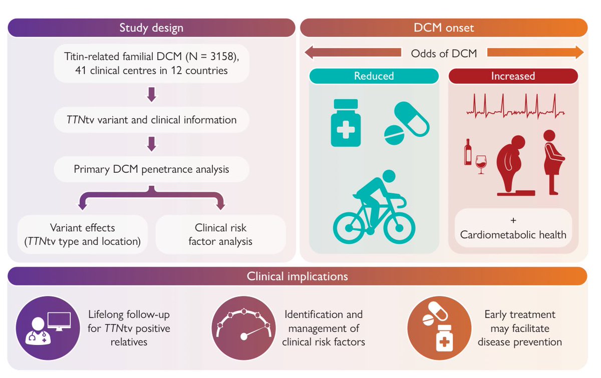 HanCardiomd's tweet photo. An international multicentre retrospective observational study on #TTNtv-related DCM (3,158 subjects, 1,043 families):

📌TTNtv carriers: 21× higher risk of #DCM.
📌Earlier onset in males.
📌Clinical risk factors ↑ odds 3.4×; #AFib doubles risk.
📌Strongest association in <30 yrs (OR 4.75).
📌Early beta-blocker or #RAS blockade ↓ risk by 87%.

https://t.co/jkjfRCM1z3

#EHJ @ehj_ed @ESC_Journals #HeartFailure