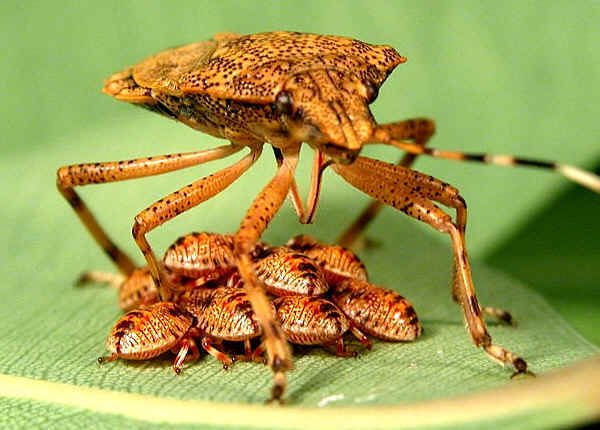 Tendiemonger's tweet image. lets play hide and seek with mama