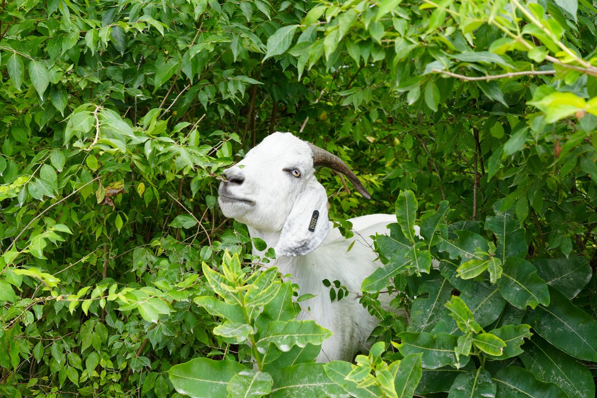 Invasives are on the menu! 🍽️😋

Our goat friends are hard at work as they chomp down the invasive species around the north side of the Antrim Lake Loop!