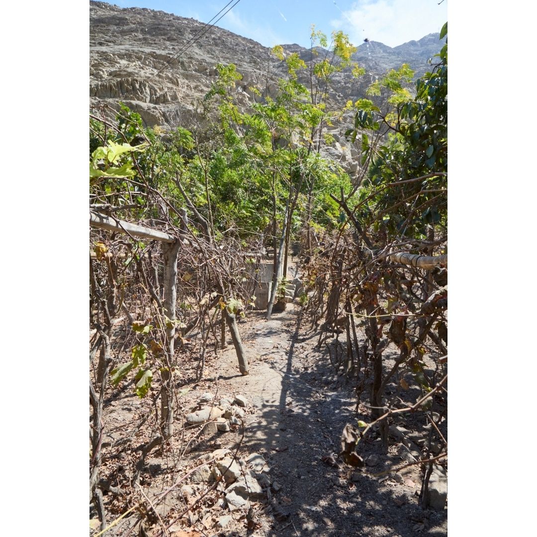 maxclauxfoodpic's tweet photo. El pisco de Lunahuaná: un viaje desde la uva uvina hasta el vaso. 🍇🇵🇪

Esfuerzo, tradición y pasión en cada botella. Desde el cuidado de los viñedos hasta la maduración en barricas, un licor con el alma del valle.

¡Salud por el pisco peruano! 🥂 https://t.co/5Fwy8U4Ri9