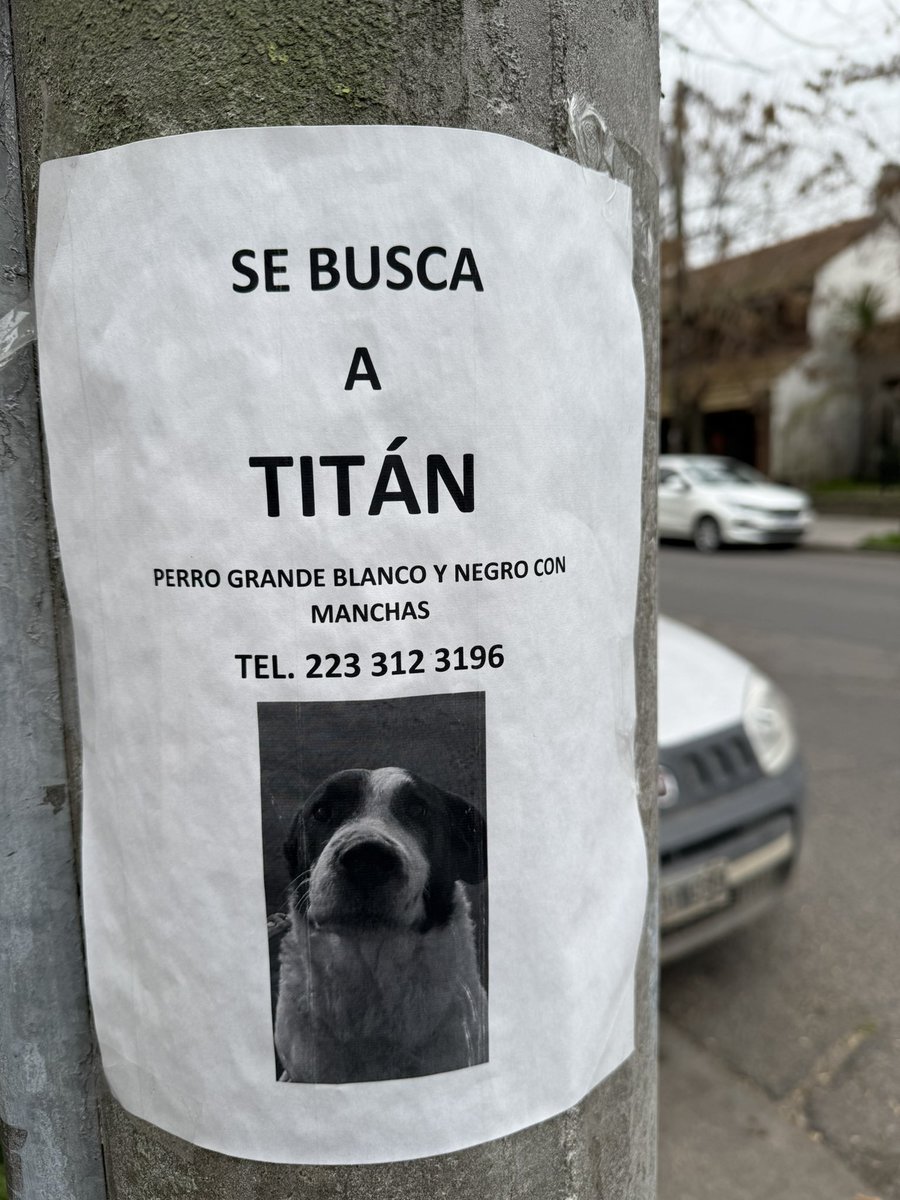 #MardelPlata En la zona del Materno buscan a Titán, un perro grande, blanco y negro con manchas. Si lo viste comunícate con el celu de la foto. Gracias. 🐶