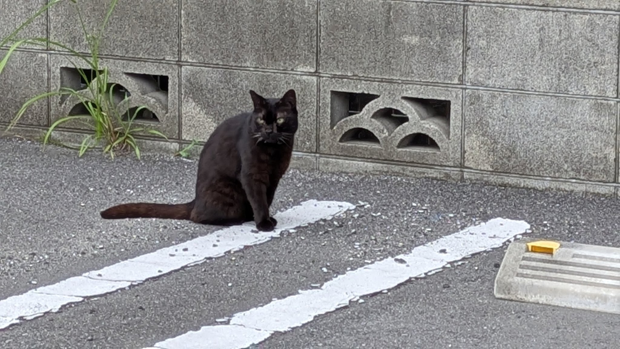 🇯🇵黒猫さん on X: 