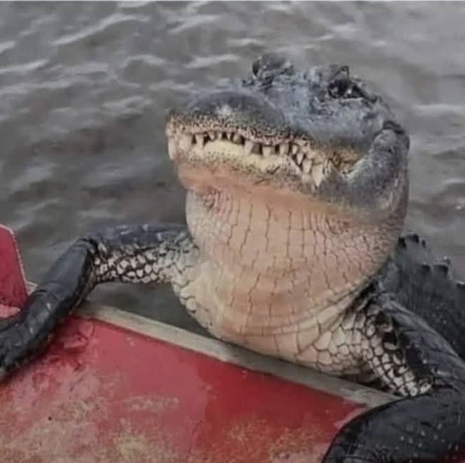 Dzintra - Author tweet media