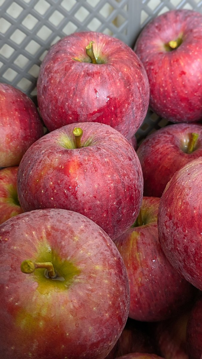 北沢毅/リンゴ野郎🍎 (@kita0244) / X