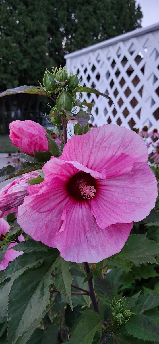 CynleeF's tweet photo. My pink hibiscus finally in bloom https://t.co/pYK485JW9C