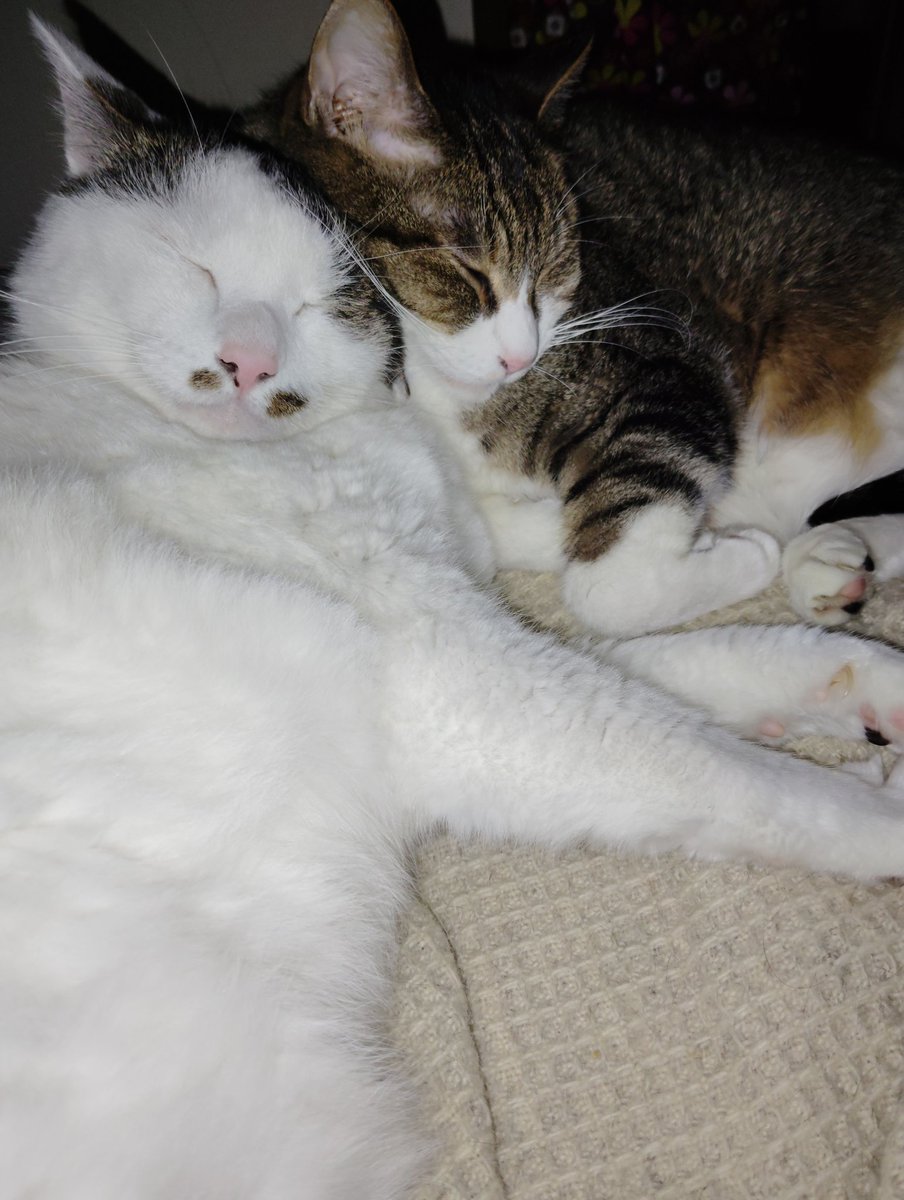 おはようございます😃
昨日は喧嘩してたのに
今日は仲良く寝てるね。
#猫のいる暮らし