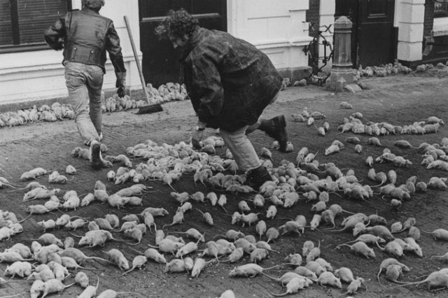 BillPourquoimec's tweet image. Werner Herzog photographed while releasing 11,000 rats in the streets of Schiedam during the filming of "Nosferatu the Vampyre" (1979)