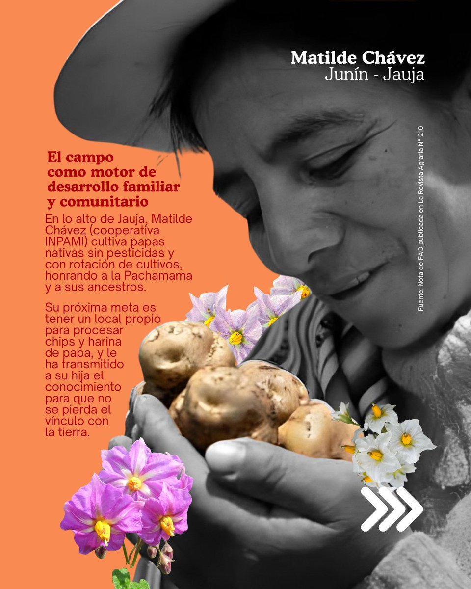 CEPES_RURAL's tweet photo. 🟠 Agricultura familiar y desarrollo rural 🥔
🔎Más en 👉 https://t.co/mvvDCinsiT 
Un vínculo con el territorio que además de ser ancestral, hoy genera mejores condiciones de vida para agricultores familiares de cooperativas agrarias de Junín y Huancavelica. @FAOPERU  🧵(1/2) https://t.co/92kDuNCmGO