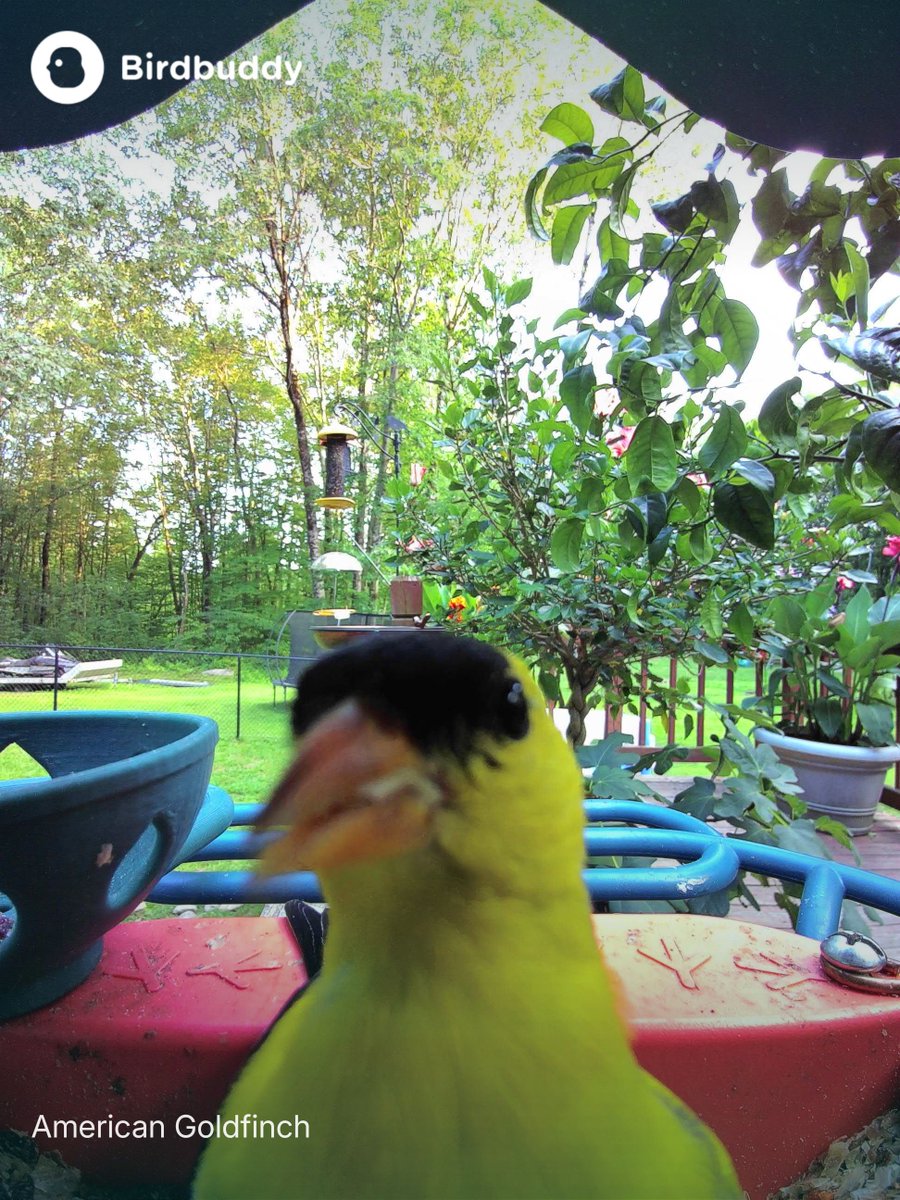 Its been a busy summer, haven't posted much but we've been raising monarch cats and our pet praying mantis just shed and has wings now. Birds at the feeder are slowing down, migratory ones have all left 😢😢 even the hummingbirds are preparing for migration
