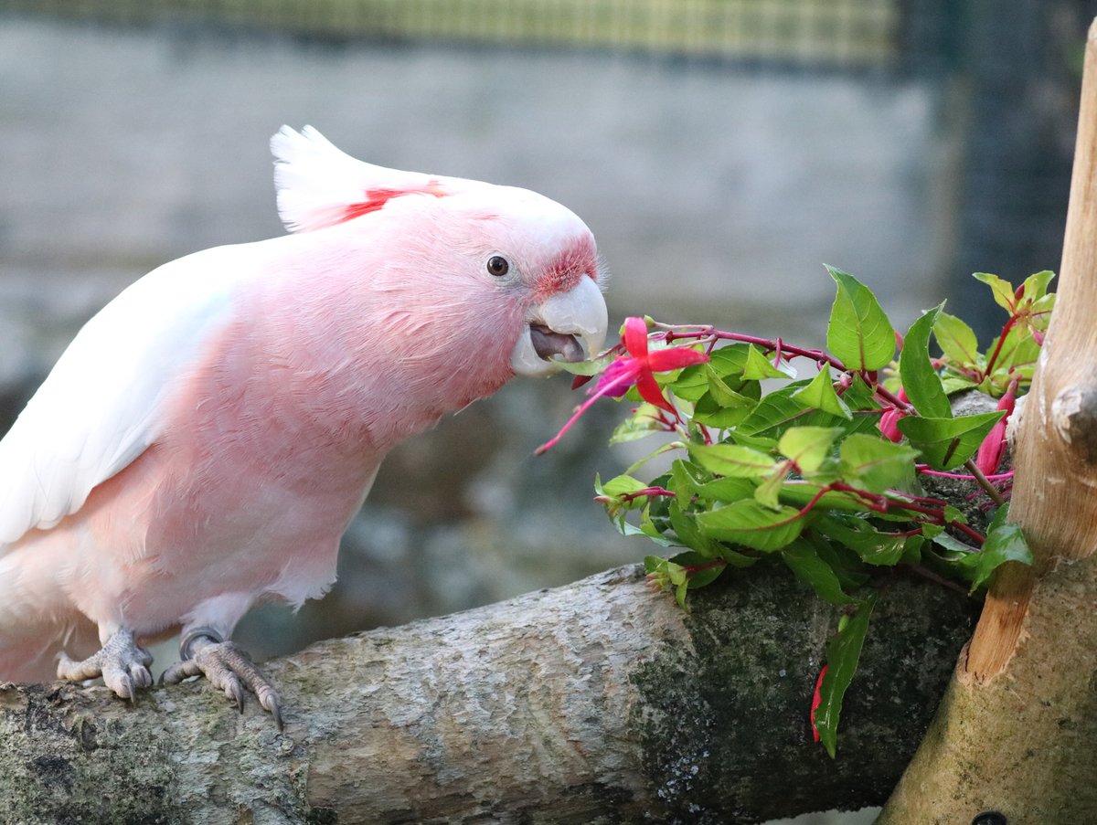 Most of the parrots at Paradise Park love fuchsia, the leaves, buds, stems and especially the flowers and fruit.
Photograph by Director Alison