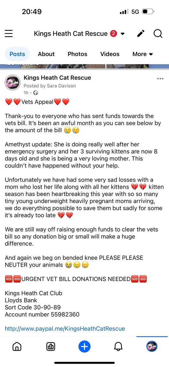 Kings Heath Cat Rescue tweet media
